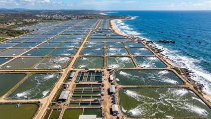 Shrimpfarm
