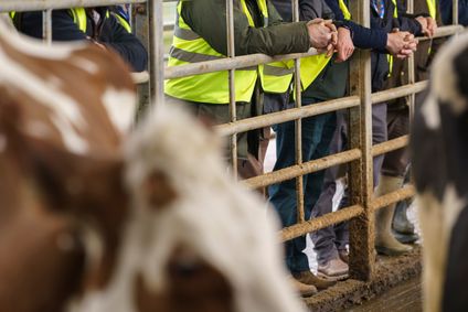 Eine Gruppe Landwirte in gelben Westen lehnt am Stallgatter und begutachten Rinder im offenen Stall.
