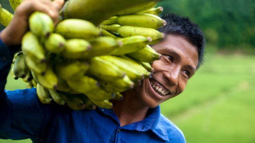 Ein lächelnder Arbeiter trägt eine große Staude grüner Bananen auf der Schulter.