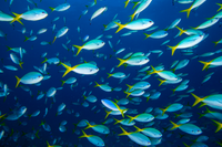 Fish and Shellfish image