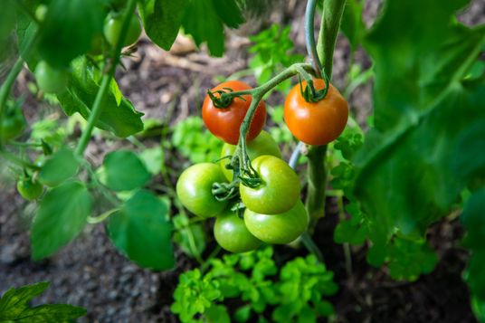 Tomaten im Wachstum noch grün und langsam rot