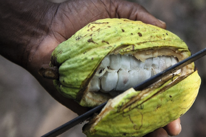 PROCACAO image