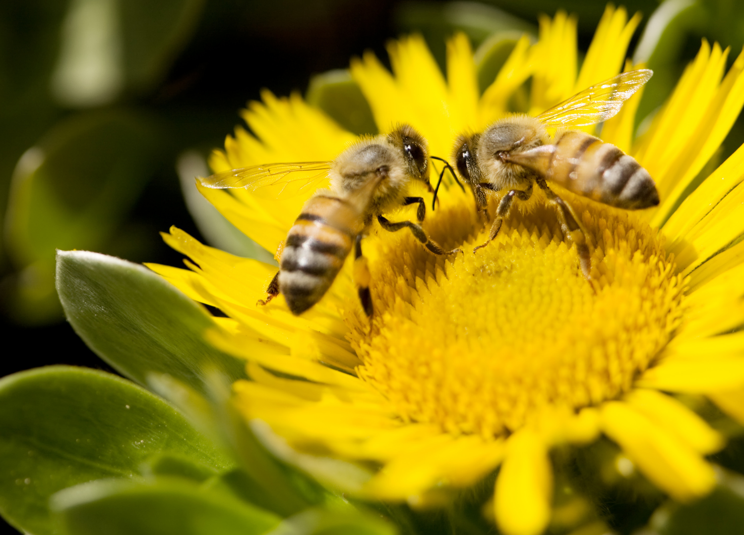 Respecting biodiversity hero image