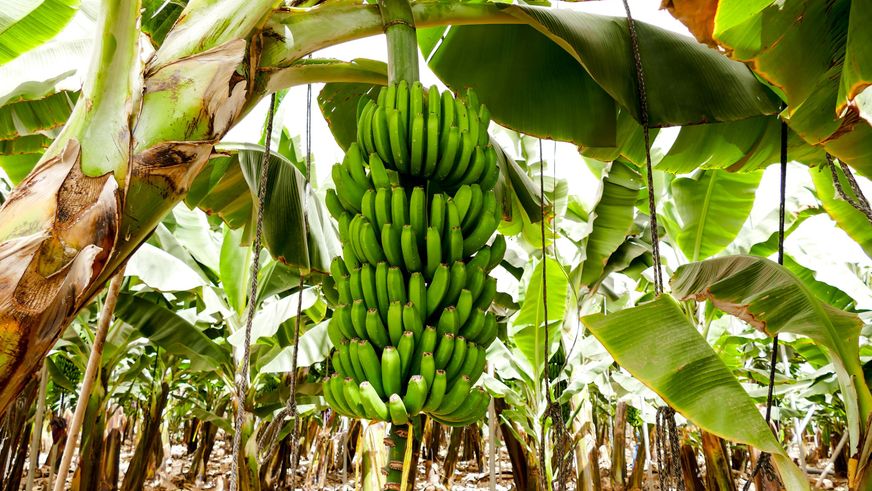 Lidl in Deutschland feiert Fairbruary mit Pionierarbeit für faire Bananen