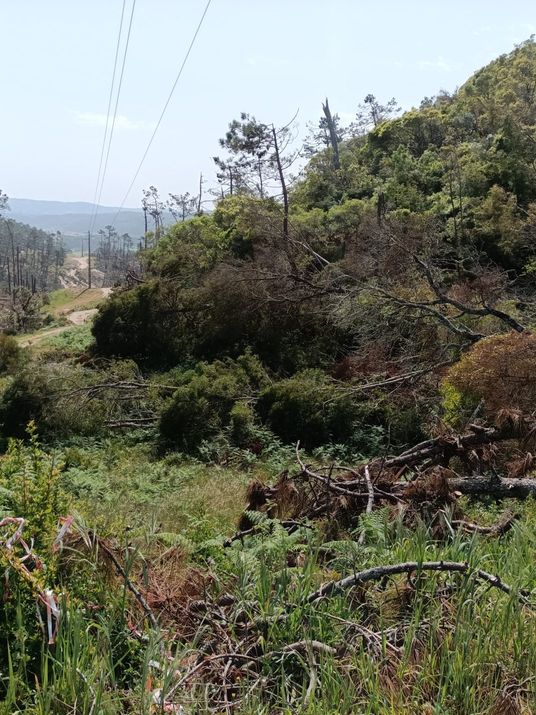 Apoio urgente à Mata do Valado