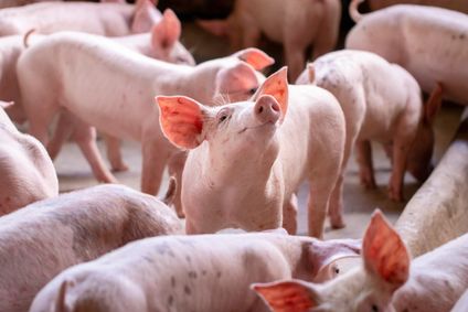 Schweine