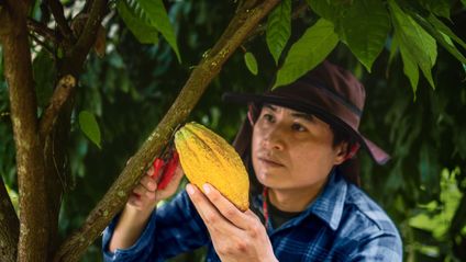 Homem a apanhar cacao