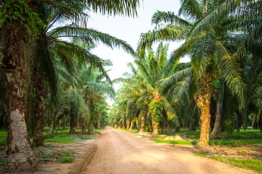 Ein rot-brauner Sandweg führt im Sonnenschein mittig durch eine Palmölplantage.