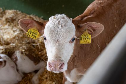 Nahaufnahme eines jungen Kalbes mit gelben Ohrmarken auf Stroh liegend, blickt neugierig direkt in die Kamera.