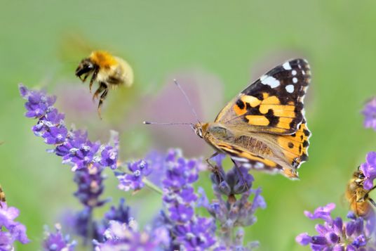 Biodiversität