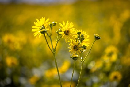 Detailaufnahme gelber Wildblumen, die vor einem weiten, unscharfen Feld in strahlender Sonne leuchten.