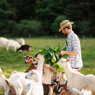 Male farmer feeding goats with fresh green grass on ecological pasture on a meadow.