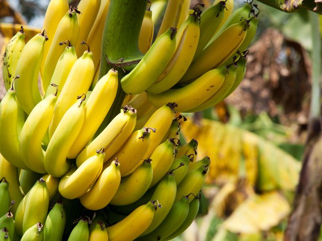 Image_Fair handeln_Fairtrade Bananen Sub Hero