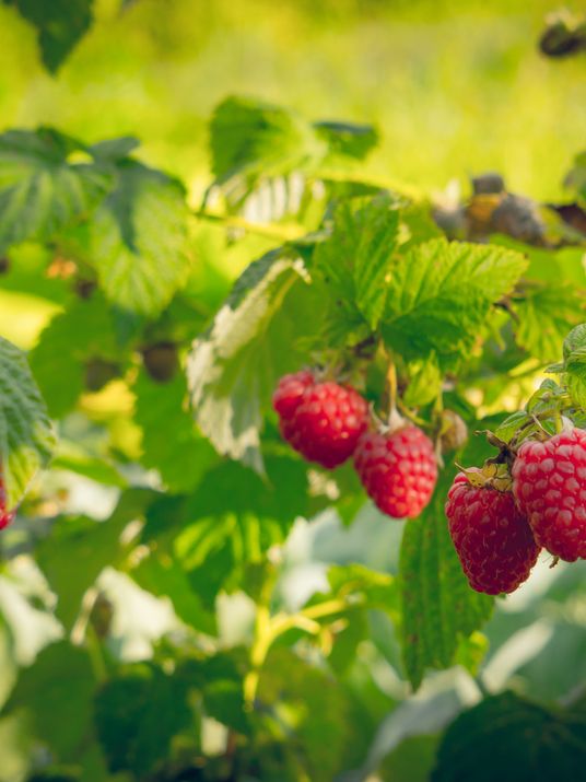 framboises
