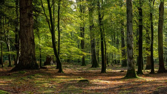 Sonnenlicht fällt zwischen hohen Bäumen auf den mit Laub und Moos bedeckten Waldboden.