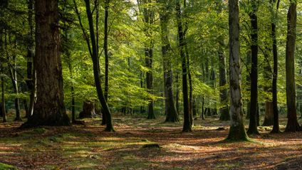 Sonnenlicht fällt zwischen hohen Bäumen auf den mit Laub und Moos bedeckten Waldboden.