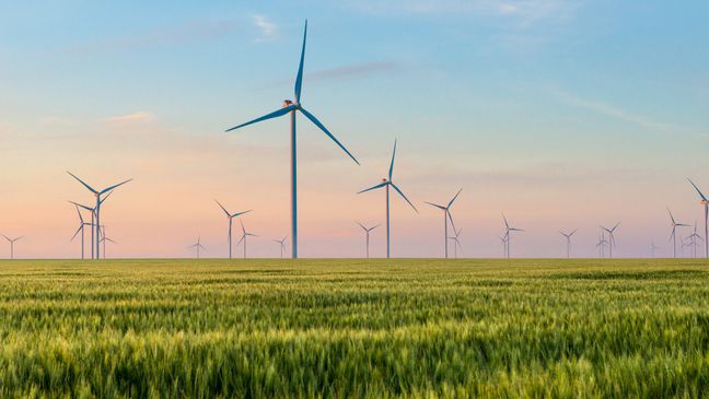 Net Zero durch Windkraft: Zahlreiche moderne Windkraftanlagen stehen auf einem weiten, grünen Feld vor Abendhimmel.