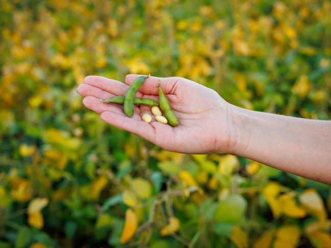 Eine geöffnete Hand präsentiert frische Sojaschoten und Bohnen vor einem unscharfen, sonnigen Feldhintergrund.