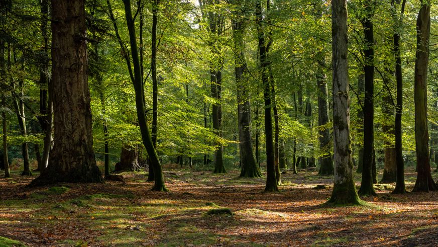 Sonnenlicht fällt zwischen hohen Bäumen auf den mit Laub und Moos bedeckten Waldboden.