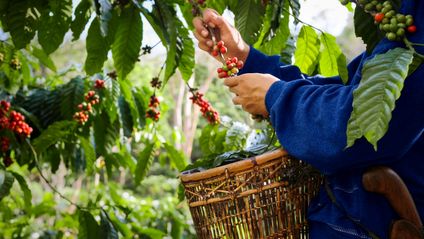 Meilenstein am internationalen Tag des Kaffees: 97 Prozent des Lidl-Eigenmarkenkaffees im Rahmen der WWF-Partnerschaft zertifiziert