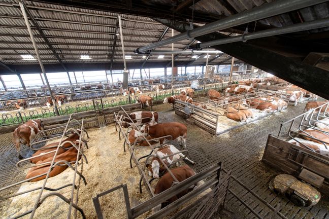 Mehrere braun-weiße Kühe ruhen in einem hellen, gut belüfteten Laufstall mit eingestreuten Liegeflächen.