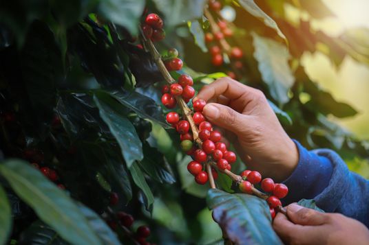 organic arabica coffee with farmer harvest in farm.harvesting Robusta and arabica coffee berries by agriculturist hands,Worker Harvest arabica coffee berries on its branch, harvest concept.