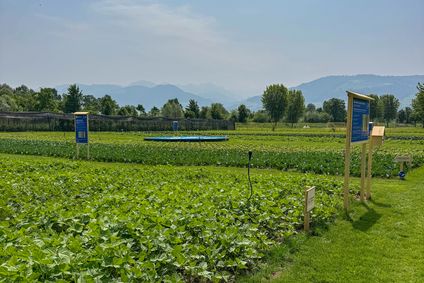 Fresh field 05