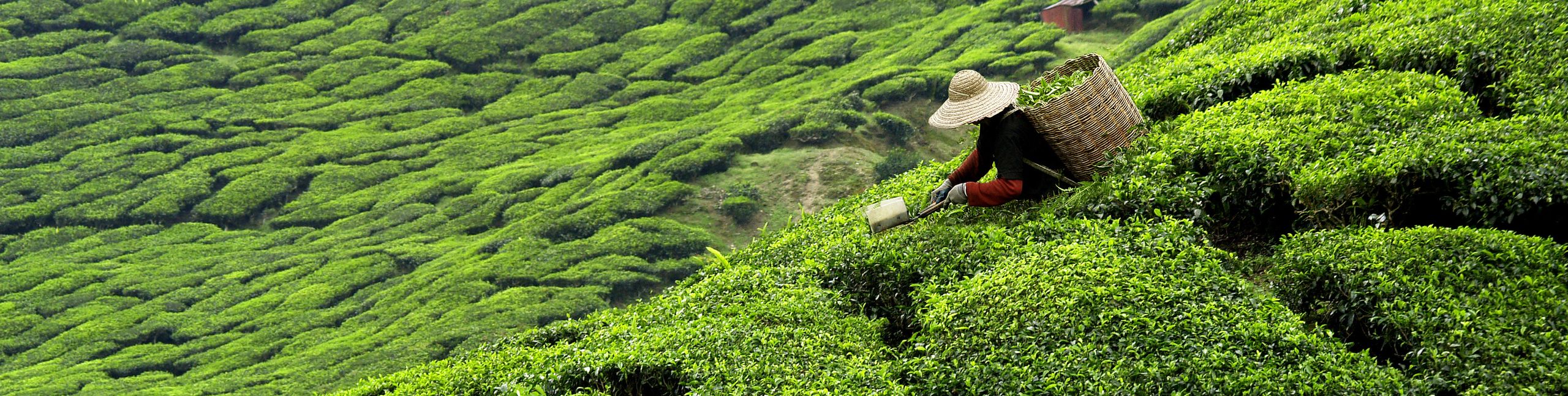 Worker picking tea leaves in tea plantation