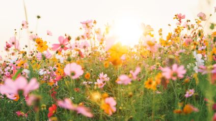 beautiful cosmos flower field