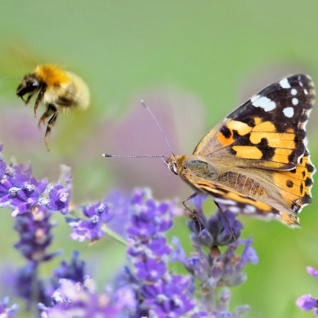 Biodiversität