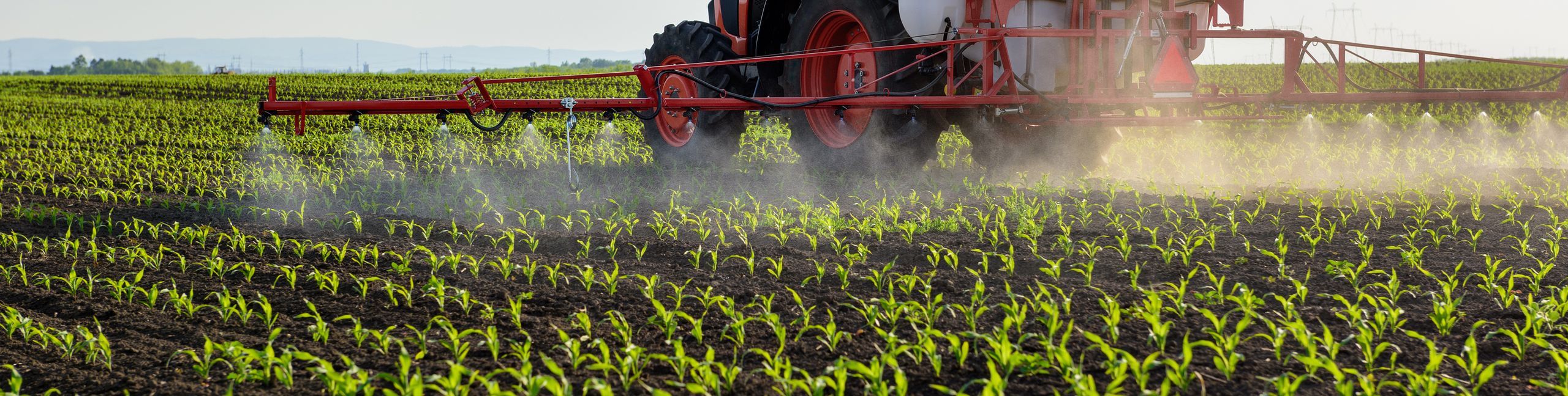 Tractor spraying young corn with pesticides