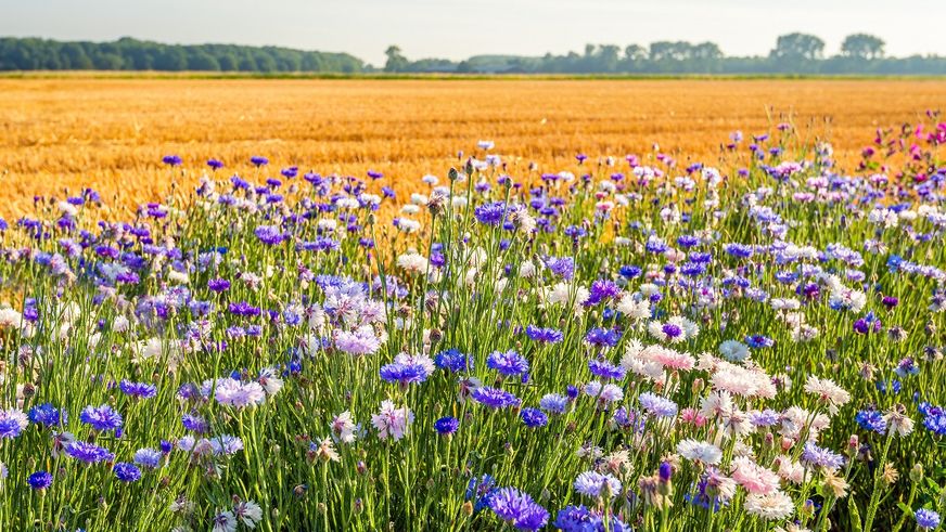 Mehr Biodiversität im konventionellen Obst- und Gemüseanbau: Lidl und GLOBALG.A.P. veröffentlichen ersten branchenweiten Biodiversitätsstandard