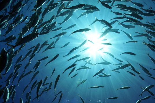 Ein dichter Fischschwarm schwimmt im tiefblauen Ozean direkt unter der hell leuchtenden, strahlenden Wasseroberfläche.