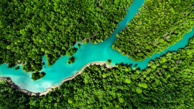 Ein türkisblauer Fluss schlängelt sich durch einen dichten Mangrovenwald, aufgenommen aus einer weiten Vogelperspektive.