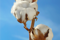 Cotton made in africa image
