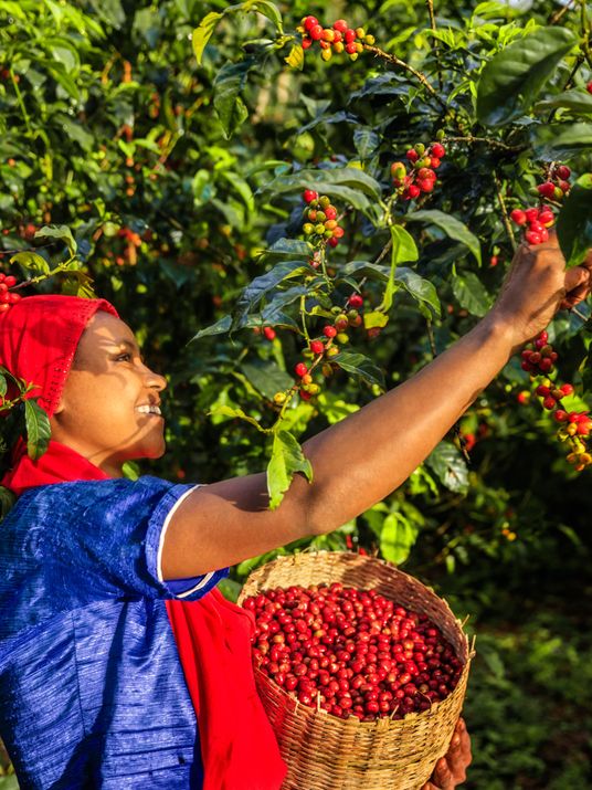 Eine lächelnde Erntehelferin pflückt rote, reife Kaffeekirschen von einem Strauch und sammelt sie in einem geflochtenen Korb.