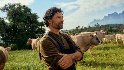 Ein bärtiger Mann steht zufrieden mit verschränkten Armen auf einer sonnigen Weide, während hinter ihm eine Rinderherde grast.