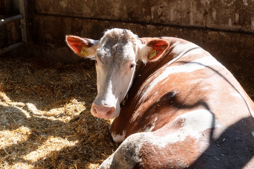 Eine Fleckvieh-Kuh liegt entspannt im tiefen Stroh und blickt direkt aus dem Schatten in die Sonne.