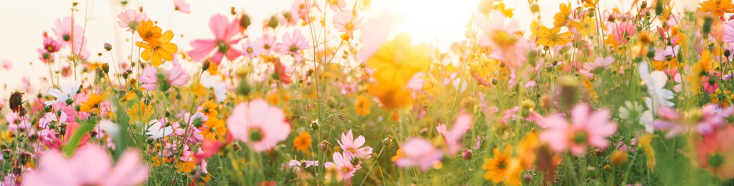 beautiful cosmos flower field