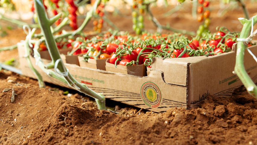 "FRESCHEZZA IN TUTTI I SENSI": LIDL INSIEME A FILIERA AGRICOLA ITALIANA PER VALORIZZARE I PROTAGONISTI DELL'ORTOFRUTTA