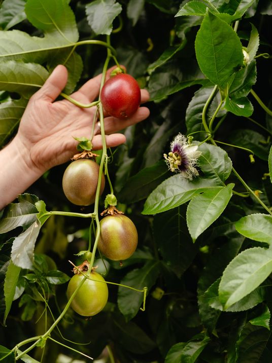Detailaufnahme einer Hand, die reifende Tomaten an einer grünen Ranke anfasst.