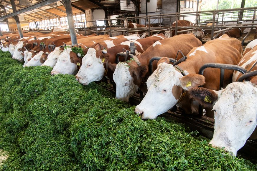 Eine Reihe von braun-weißen Kühen steht dicht beieinander am Fressgitter und frisst frisches grünes Klee-Gras.
