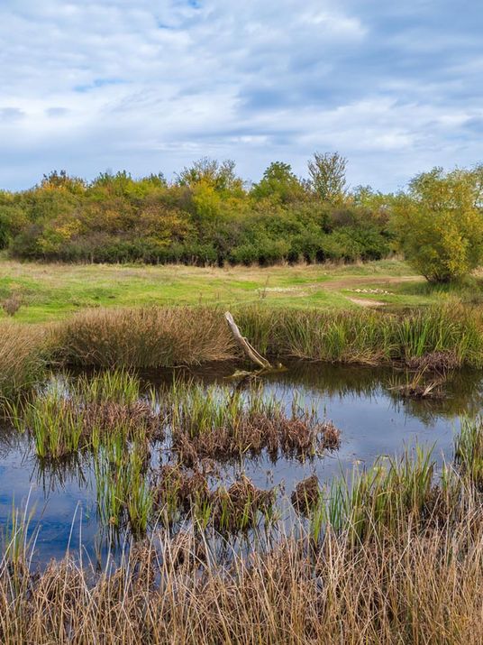 Eine naturbelassene Moorlandschaft mit rötlichen Gräsern unter einem weiten Wolkenhimmel.