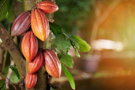 Orange cacao group pod