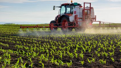 Tractor spraying young corn with pesticides