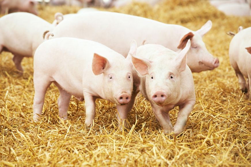 Schweinehaltung Tierwohl