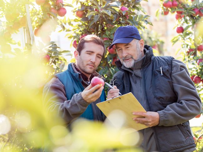 Male farmers with clipboard examining red apple in orchard