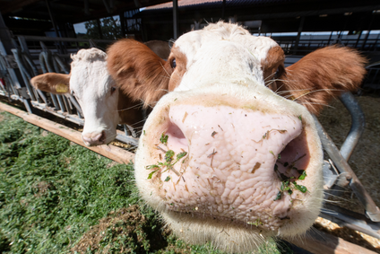Animal Welfare image 2