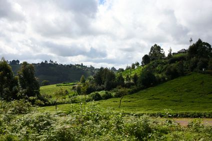 Eine weitläufige, grüne Hügellandschaft mit Teeplantagen und verstreuten Bäumen.