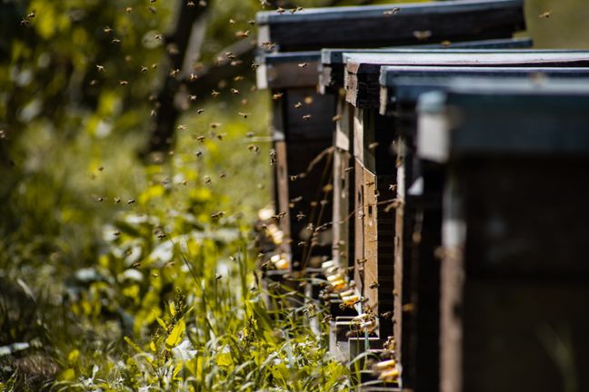 Zahlreiche Honigbienen schwärmen vor ihren hölzernen Bienenstöcken auf einer sonnigen, grünen Wiese am Waldrand.